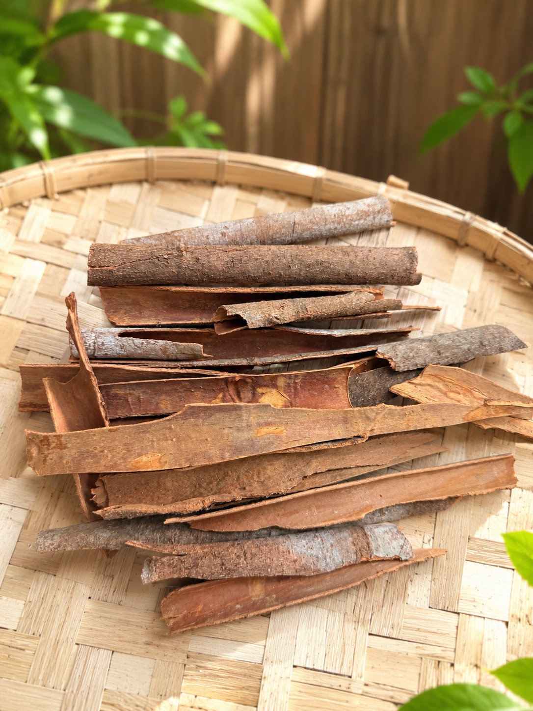 KANÈL (Cinnamomum )