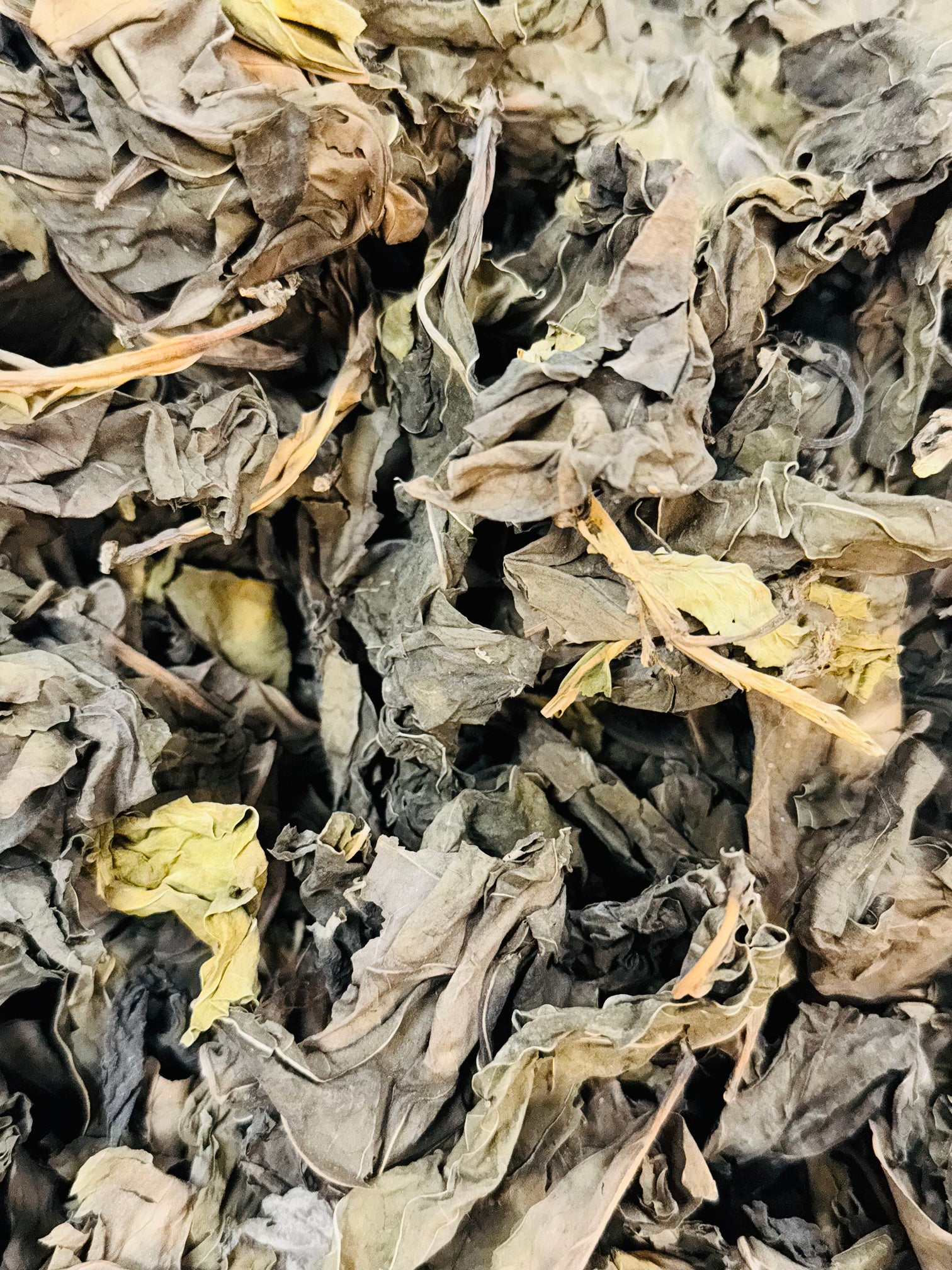 Fèy doulè (fèy Noni )