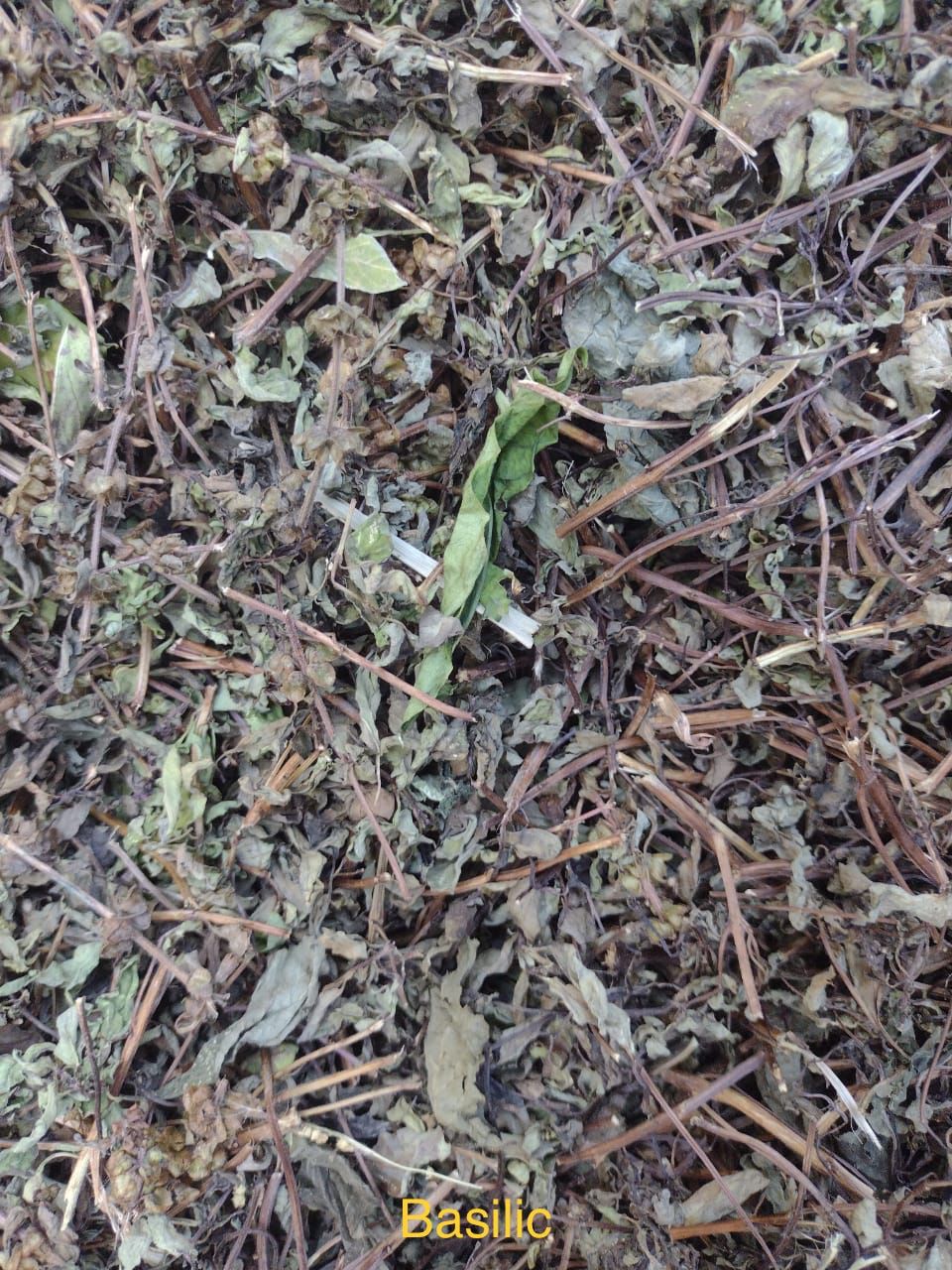 Fèy Basilic